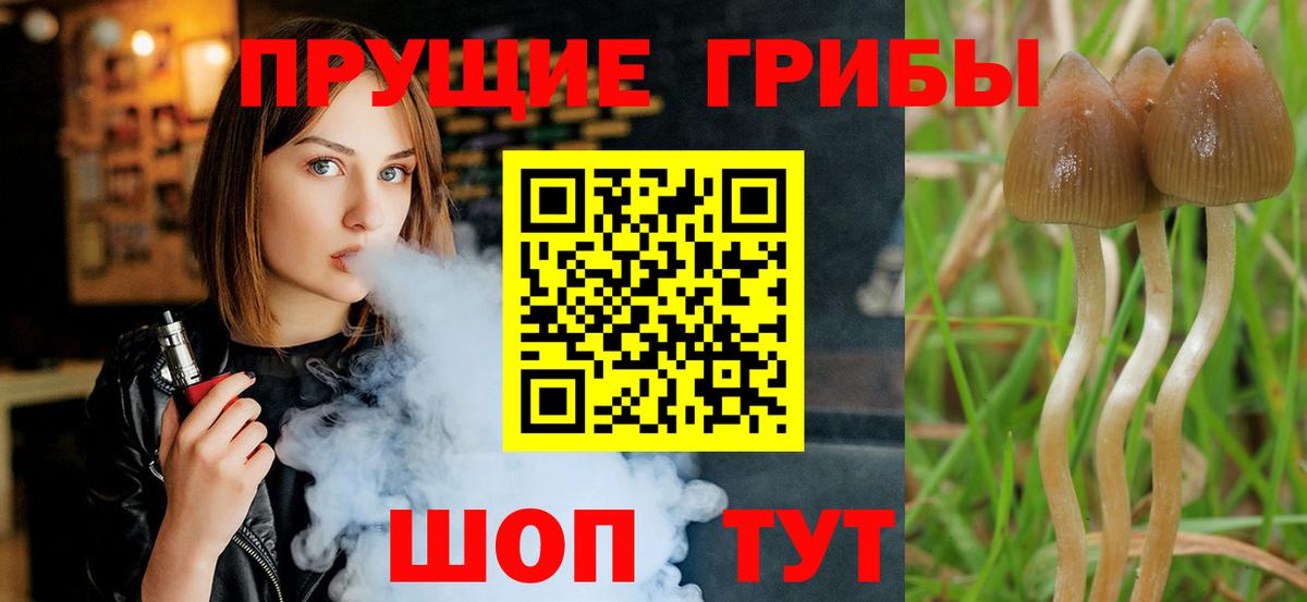 Галлюциногенные грибы Psilocybe Баксан